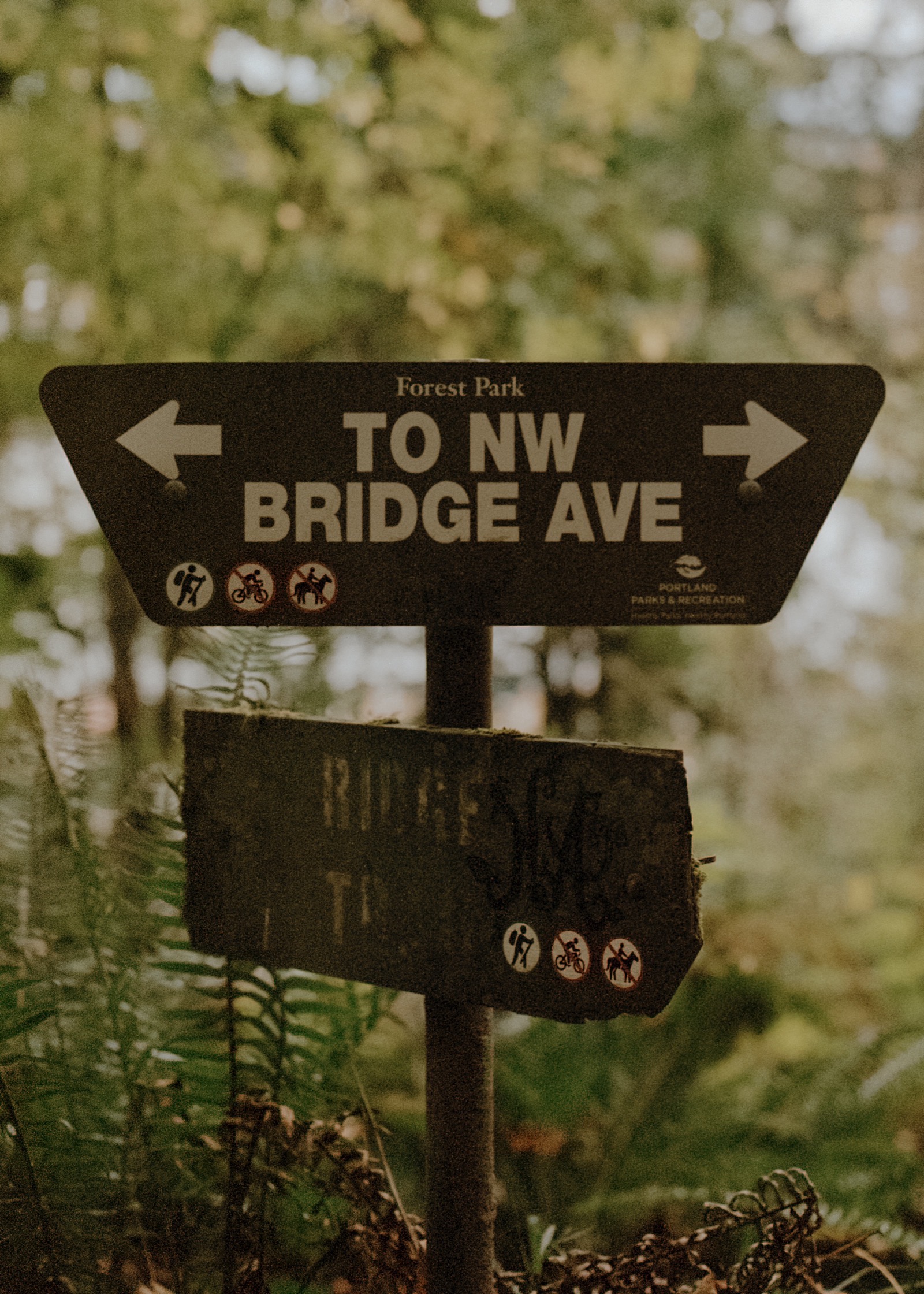A wooden trail sign in Forest Park reading “To NW Bridge Ave” with directional arrows and icons indicating hiking, cycling, and no horseback riding, surrounded by ferns and trees.